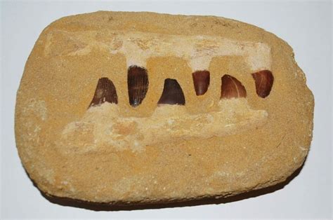 mosasaur jaw fossil fake